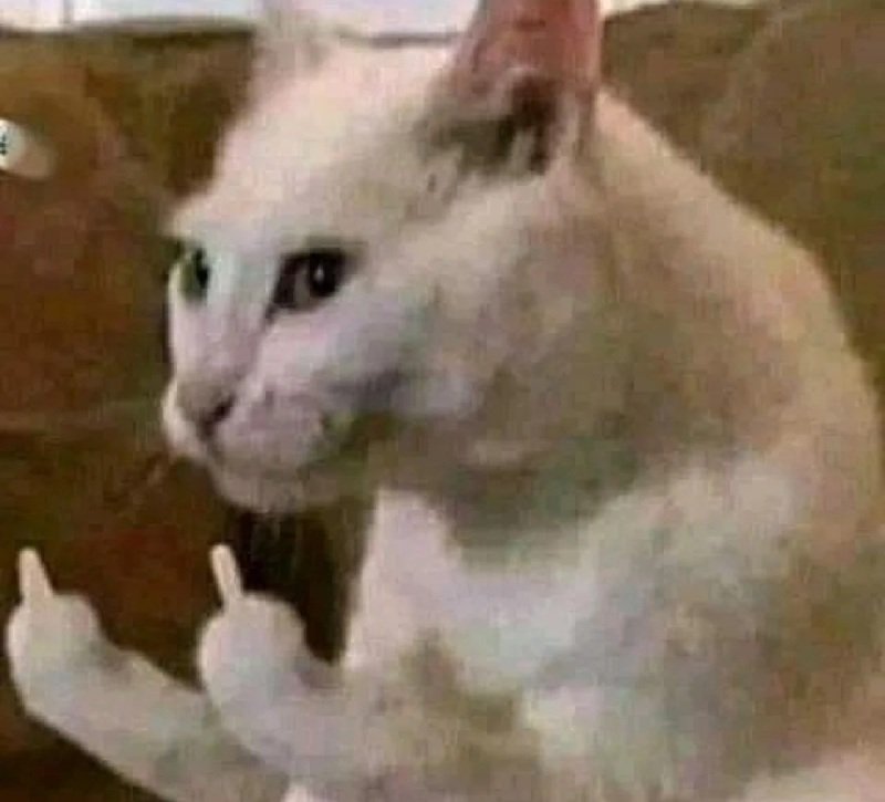 ngón giữa meme mèo cười chỉ tay