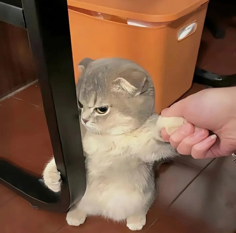 ảnh chế meme mèo bựa 10