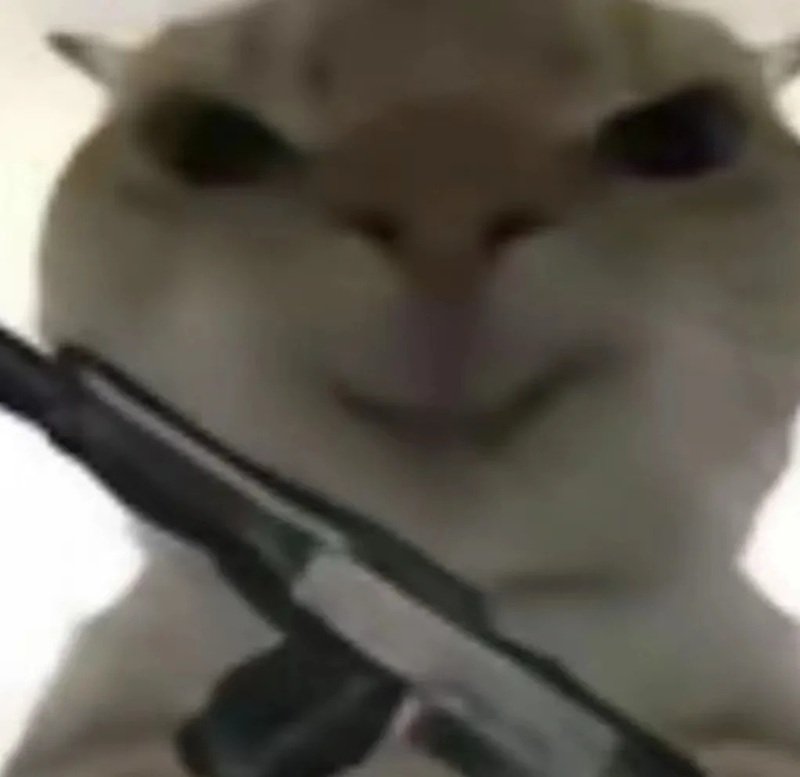 ảnh chế meme mèo bựa 12