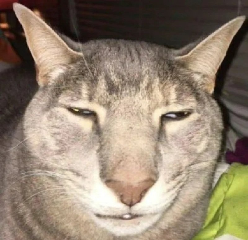 ảnh chế meme mèo bựa 13