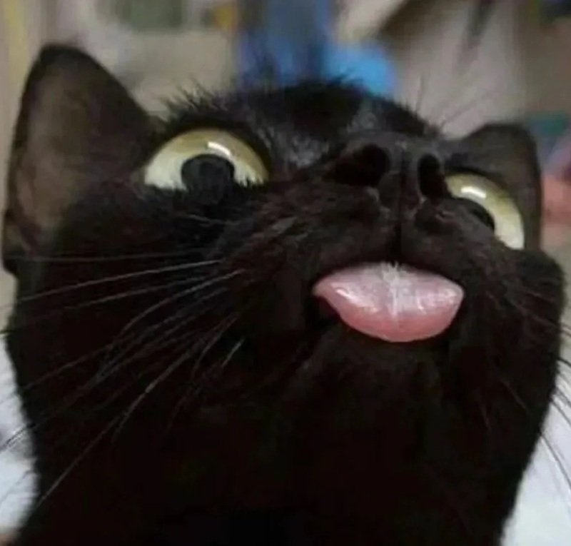 ảnh chế meme mèo bựa 14