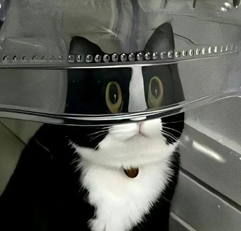 ảnh chế meme mèo bựa 16