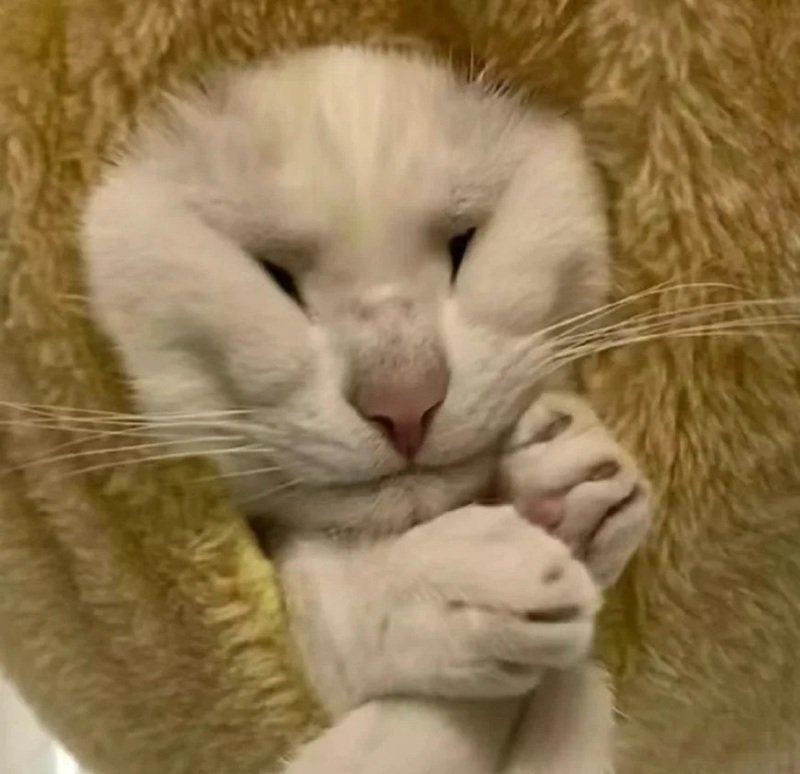 ảnh chế meme mèo bựa 17