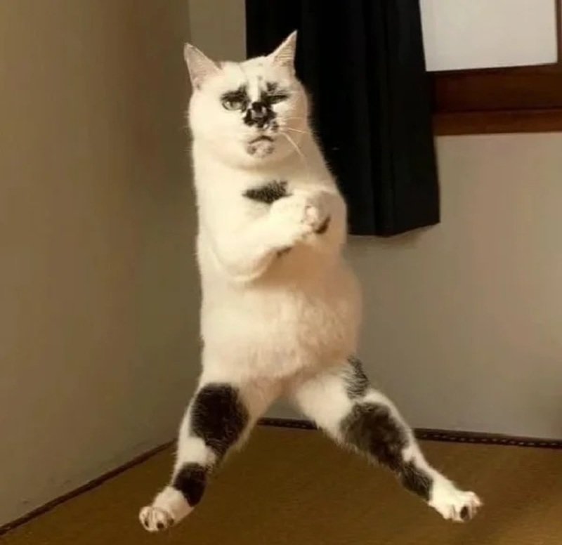 ảnh chế meme mèo bựa 18