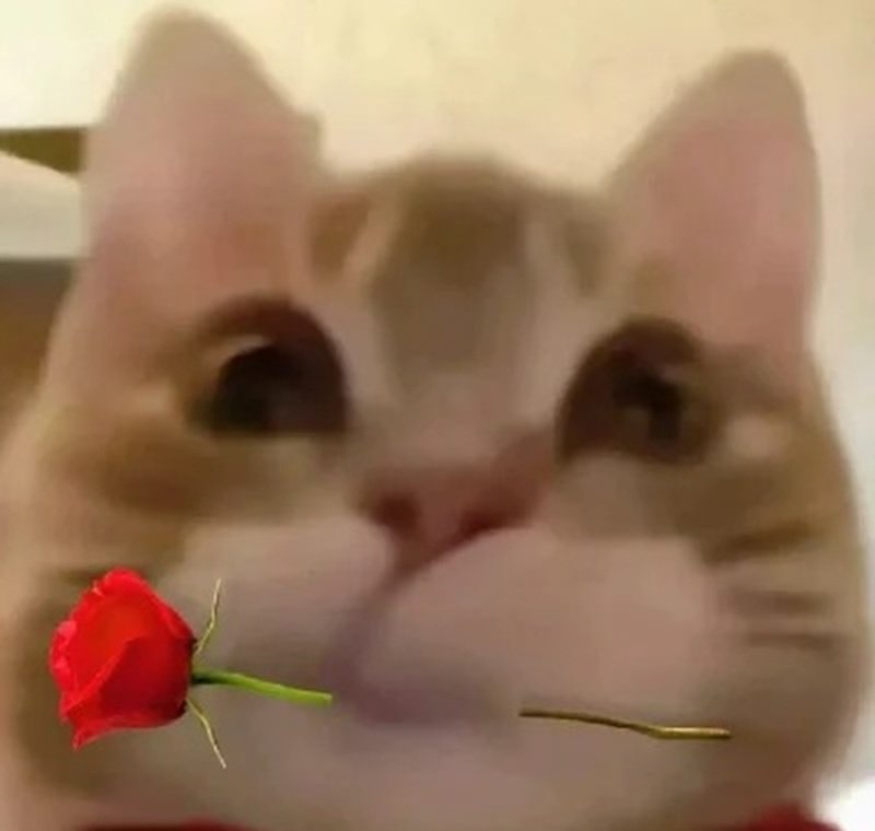 ảnh chế meme mèo bựa 19