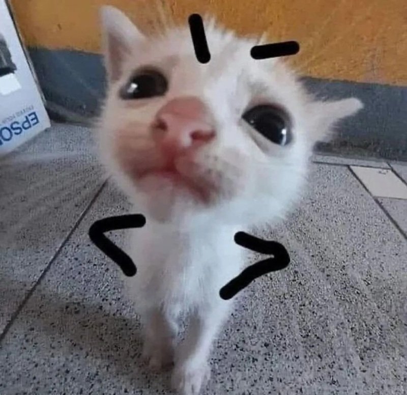 ảnh chế meme mèo bựa 21