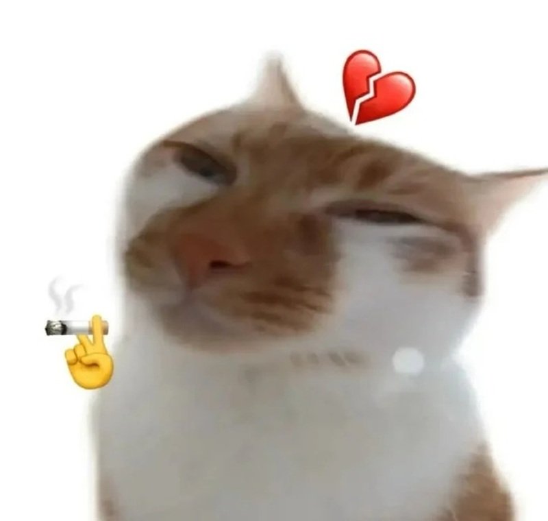 ảnh chế meme mèo bựa 24