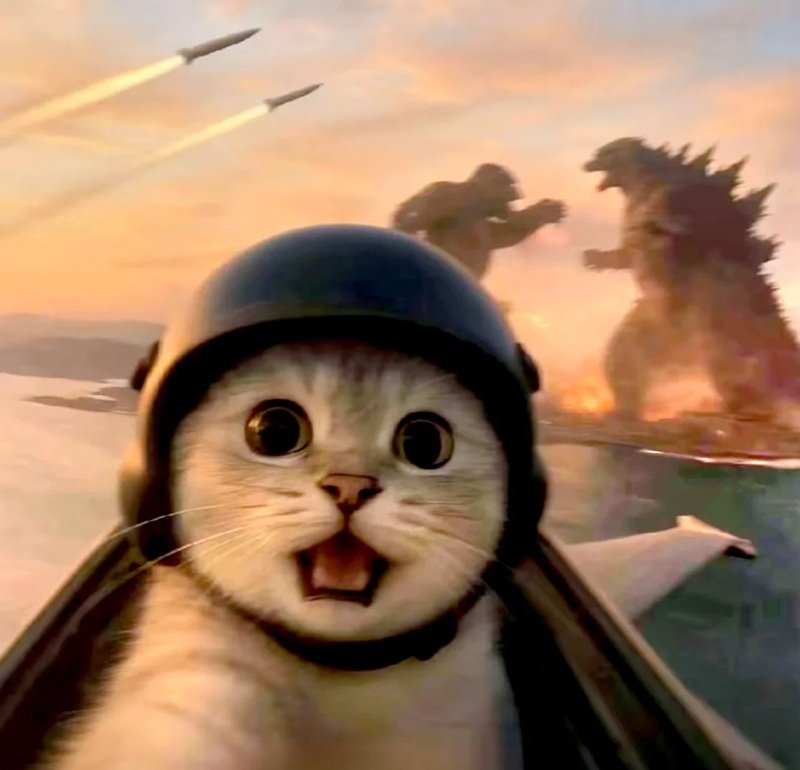 ảnh chế meme mèo bựa 25