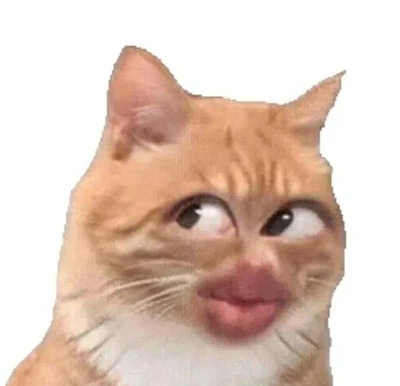 ảnh chế meme mèo bựa 26