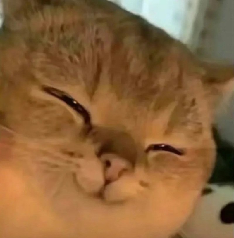 ảnh chế meme mèo bựa 27