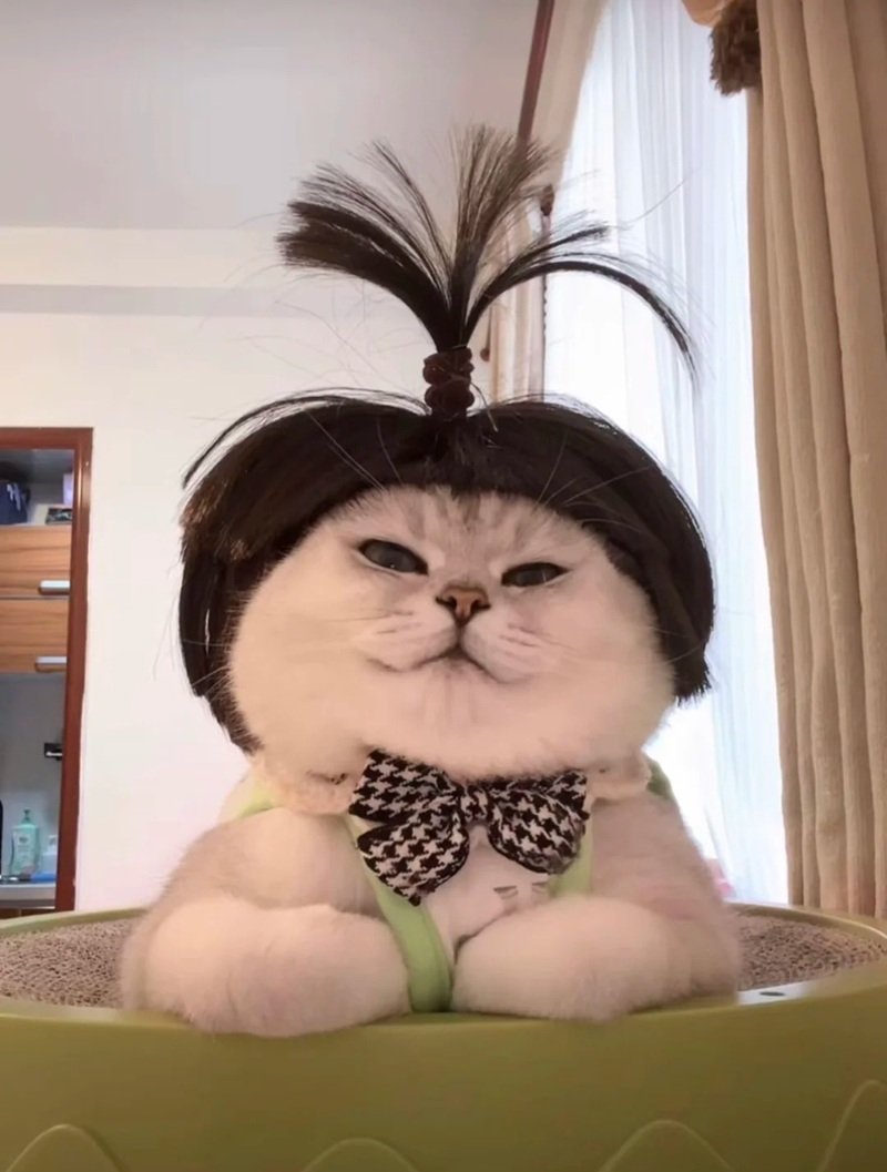 ảnh chế meme mèo bựa 28