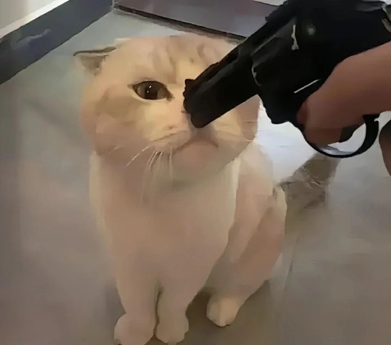 ảnh chế meme mèo bựa 29