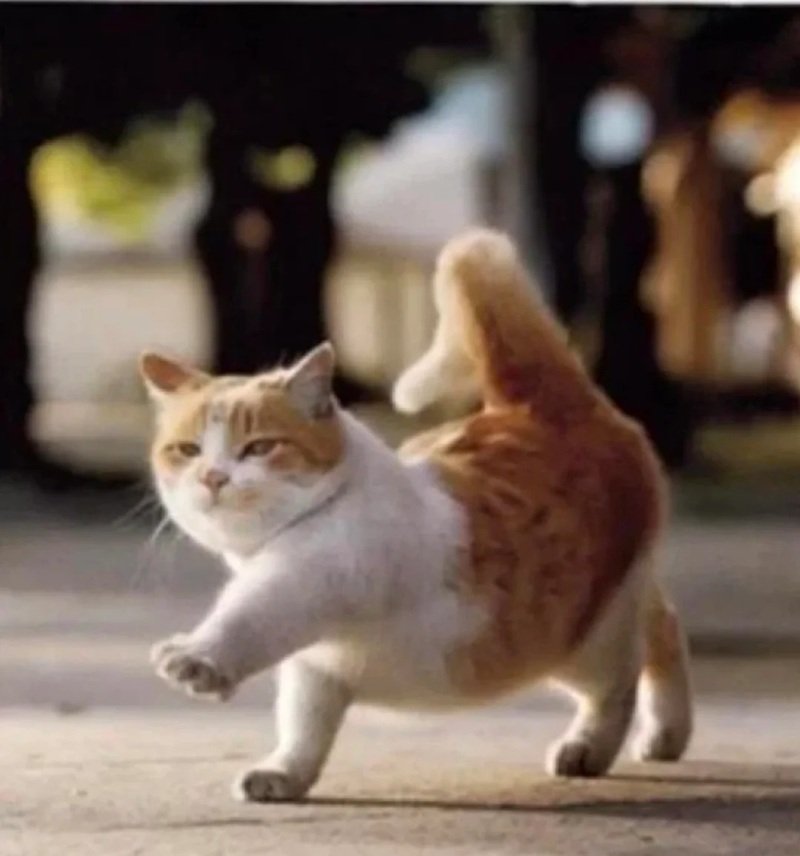 ảnh chế meme mèo bựa 3