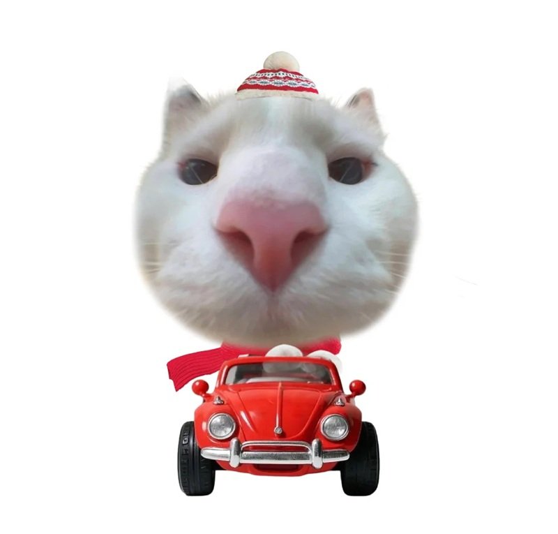 ảnh chế meme mèo bựa 31