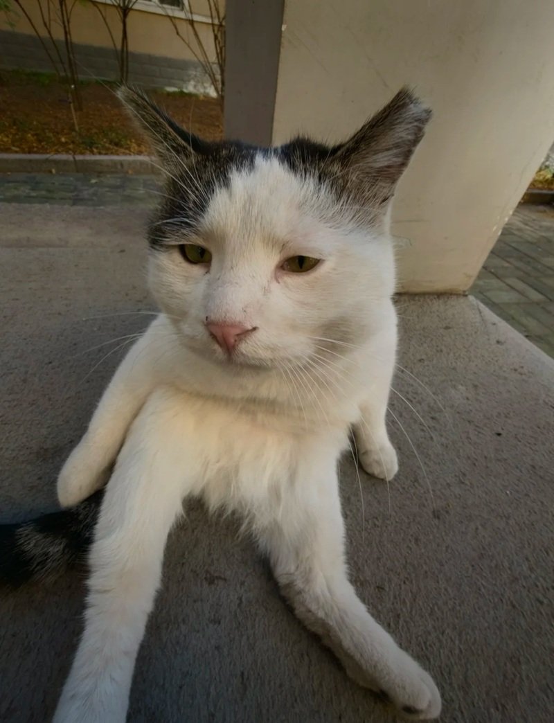 ảnh chế meme mèo bựa 33