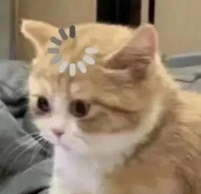 ảnh chế meme mèo bựa 34