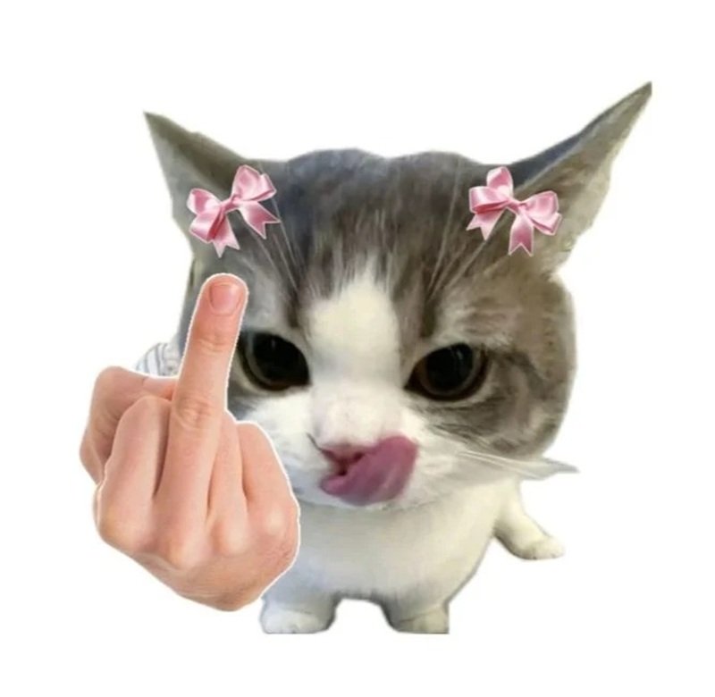 ảnh chế meme mèo bựa 35