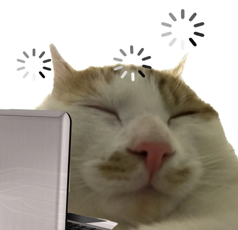 ảnh chế meme mèo bựa 36