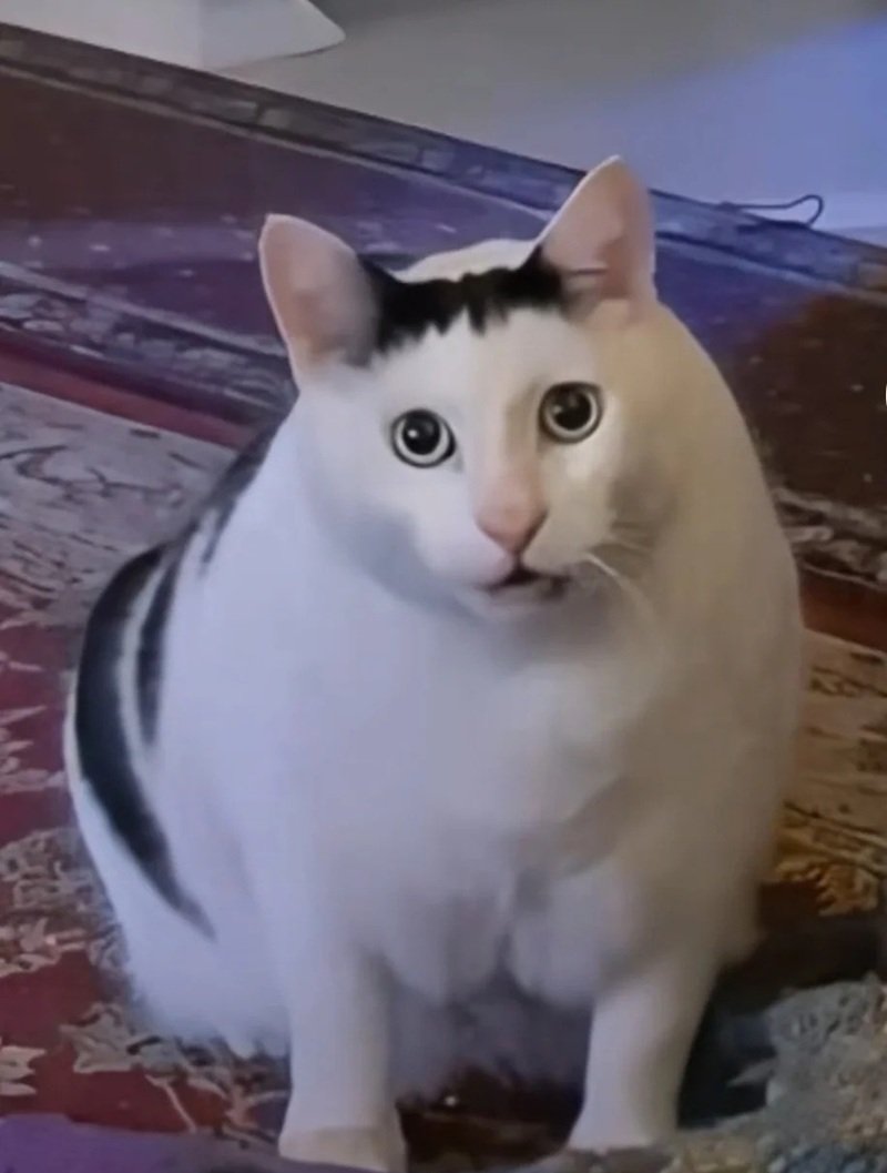 ảnh chế meme mèo bựa 37