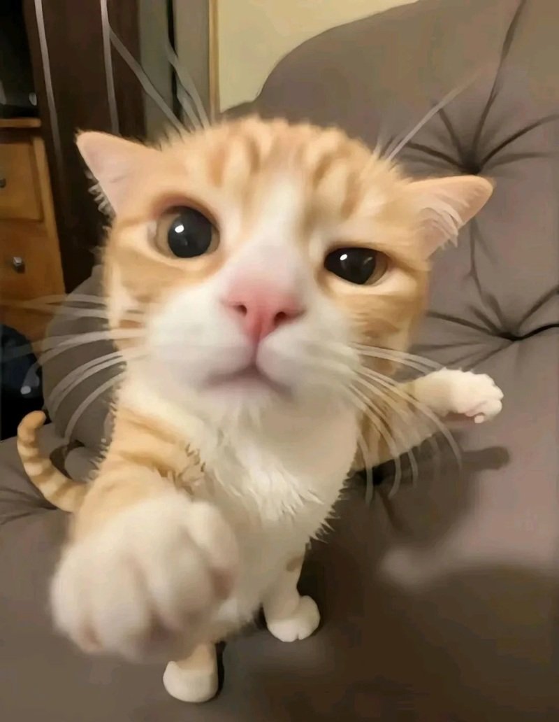 ảnh chế meme mèo bựa 38