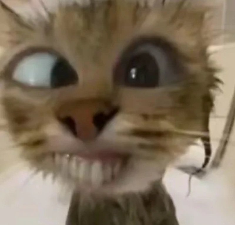 ảnh chế meme mèo bựa 39