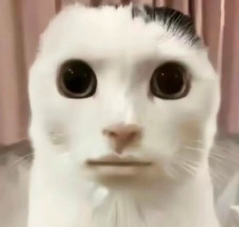 ảnh chế meme mèo bựa 4