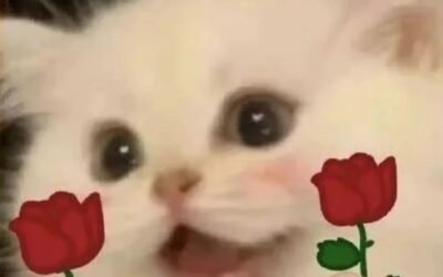 ảnh chế meme mèo bựa 40