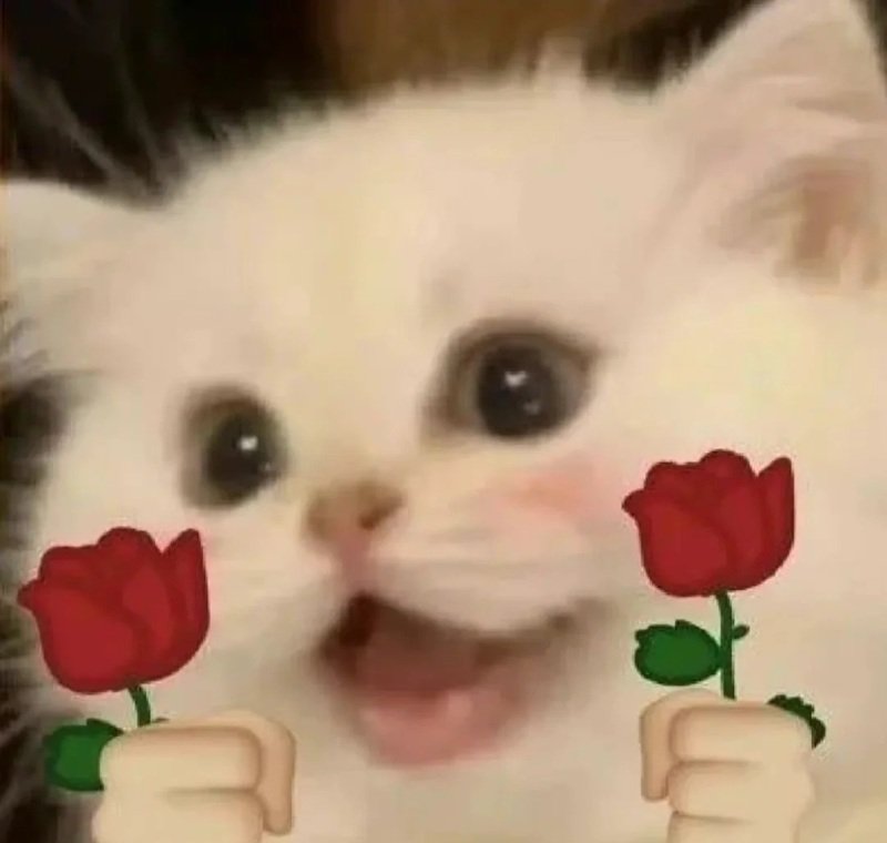 ảnh chế meme mèo bựa 40