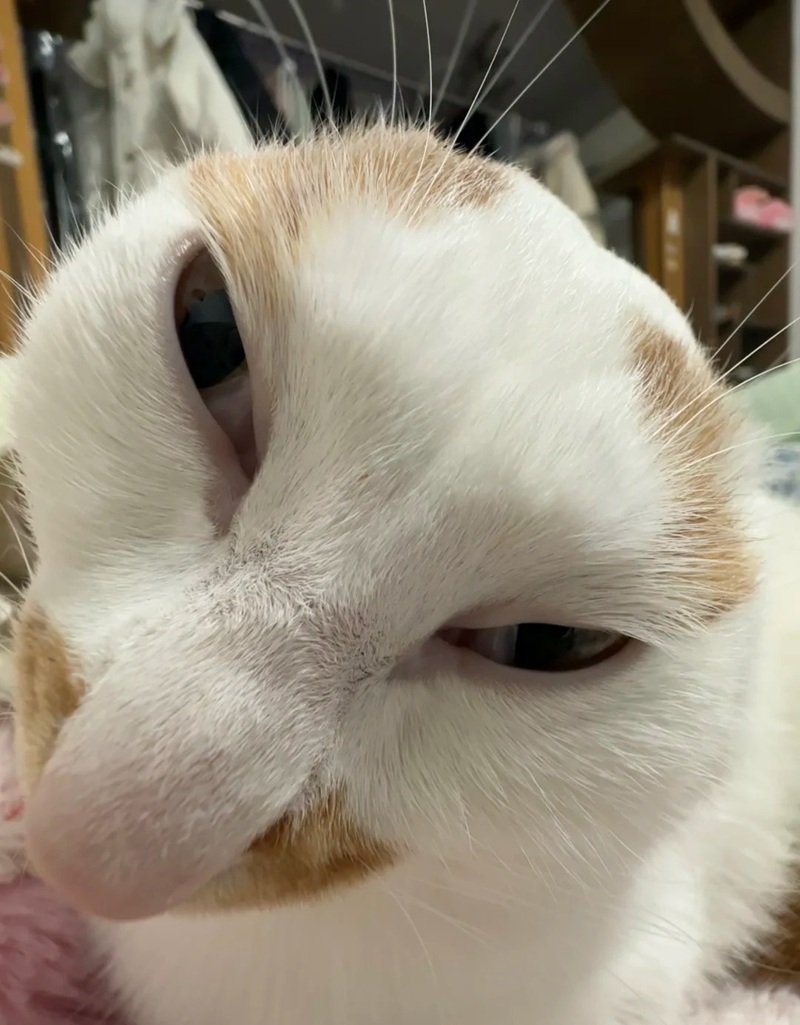 ảnh chế meme mèo bựa 41