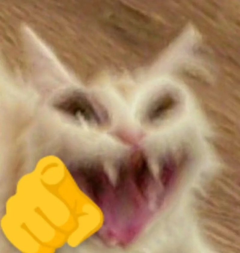 ảnh chế meme mèo bựa 42