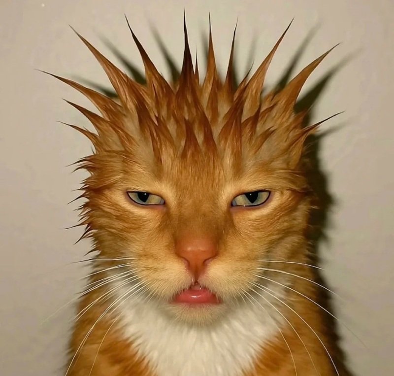 ảnh chế meme mèo bựa 43