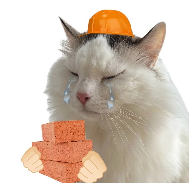 ảnh chế meme mèo bựa 6