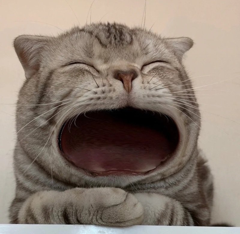 ảnh chế meme mèo bựa 7