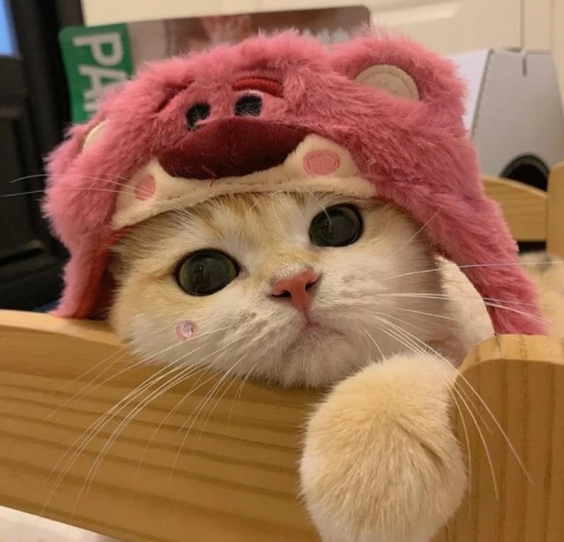 ảnh đại diện facebook 35