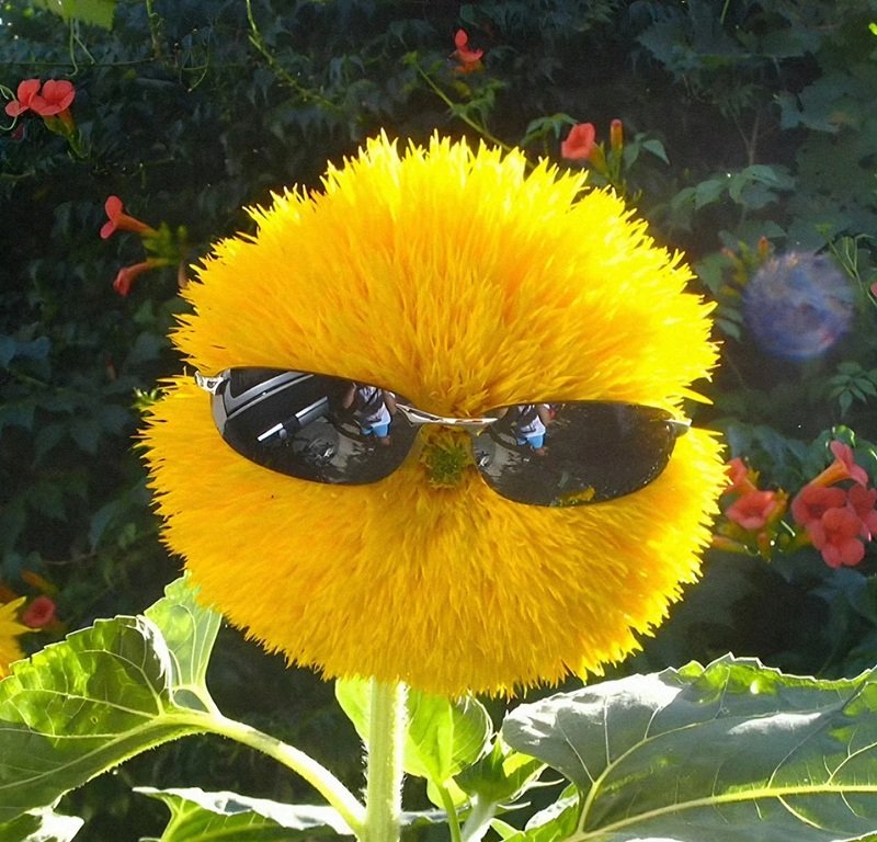 ảnh đại diện fb mặc định 11