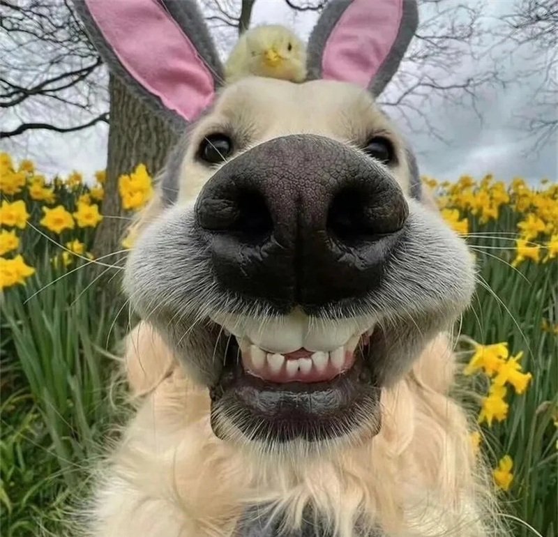 ảnh đại diện hài 15