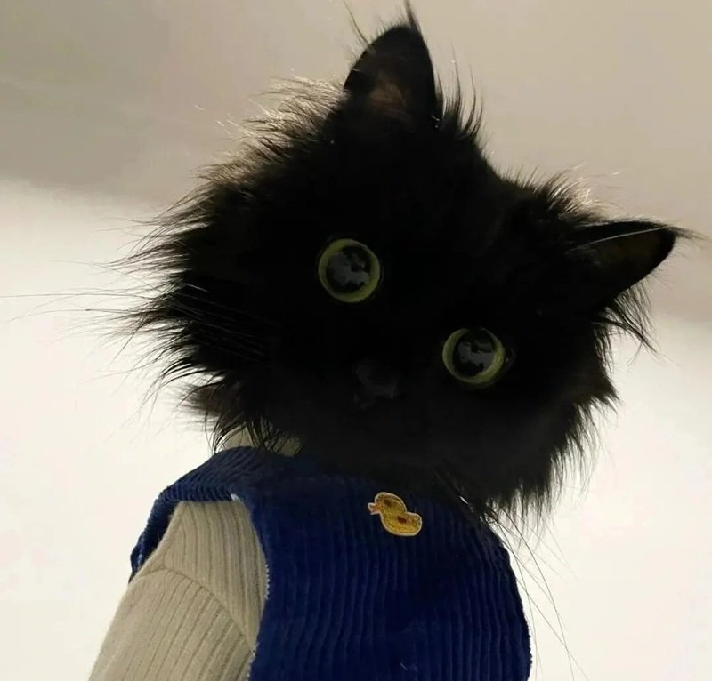 ảnh đại diện hài 16