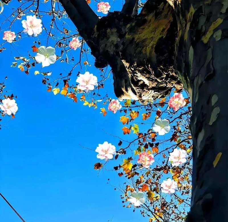 ảnh đại diện tiktok 24