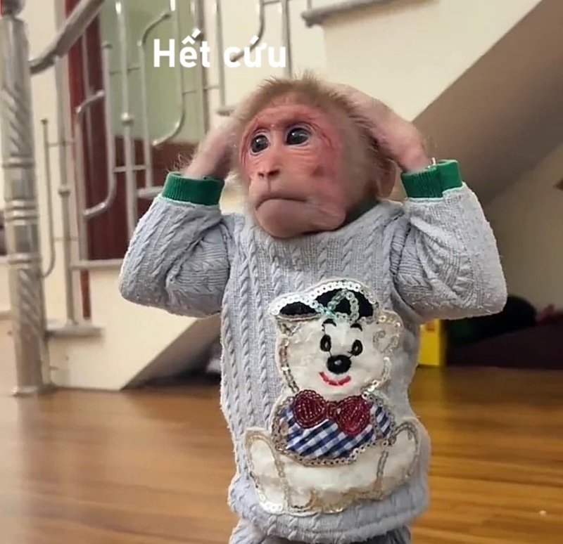 ảnh hết cứu 26