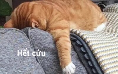 ảnh hết cứu 41