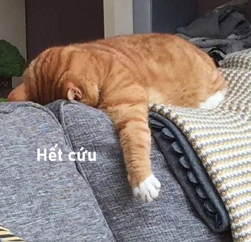 ảnh hết cứu 41