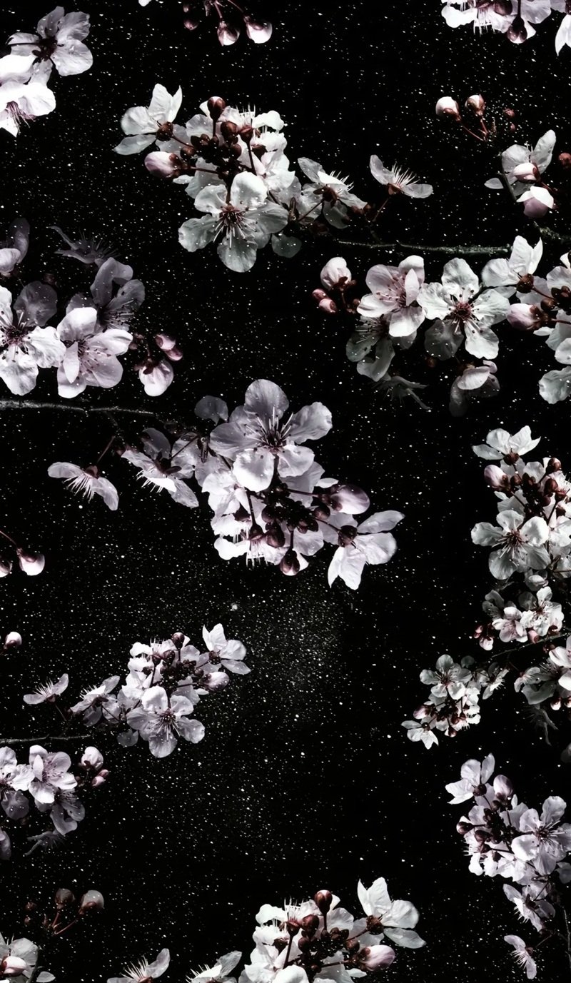 ảnh nền điện thoại đẹp 2