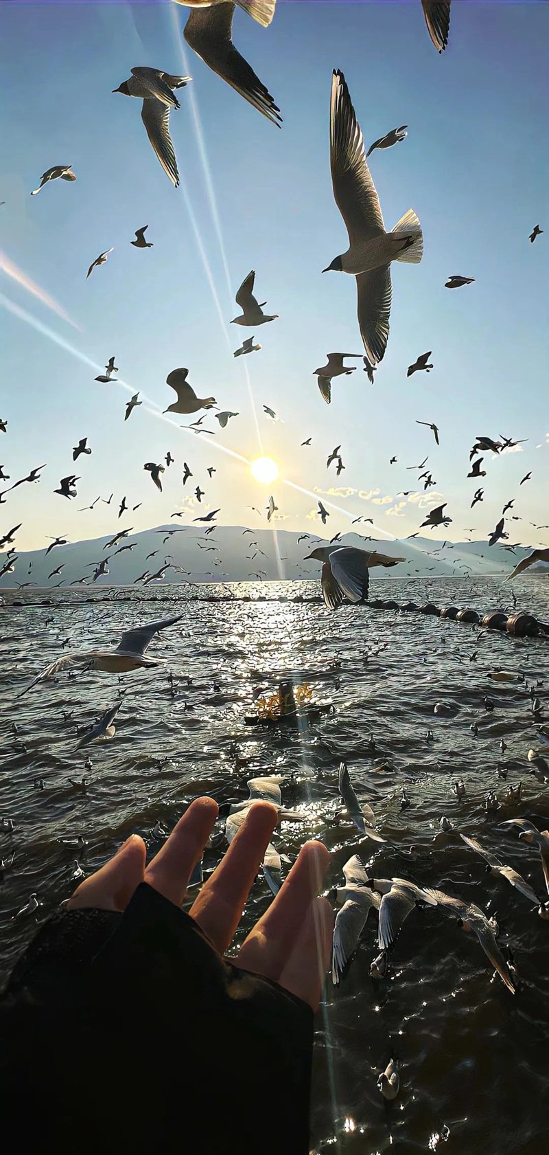 ảnh nền điện thoại đẹp 37