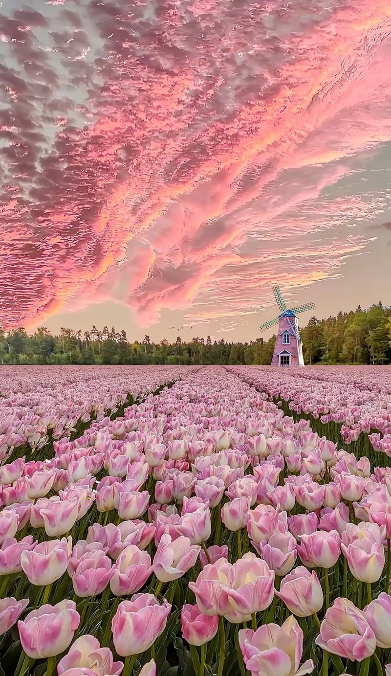 ảnh phong cảnh chill 10