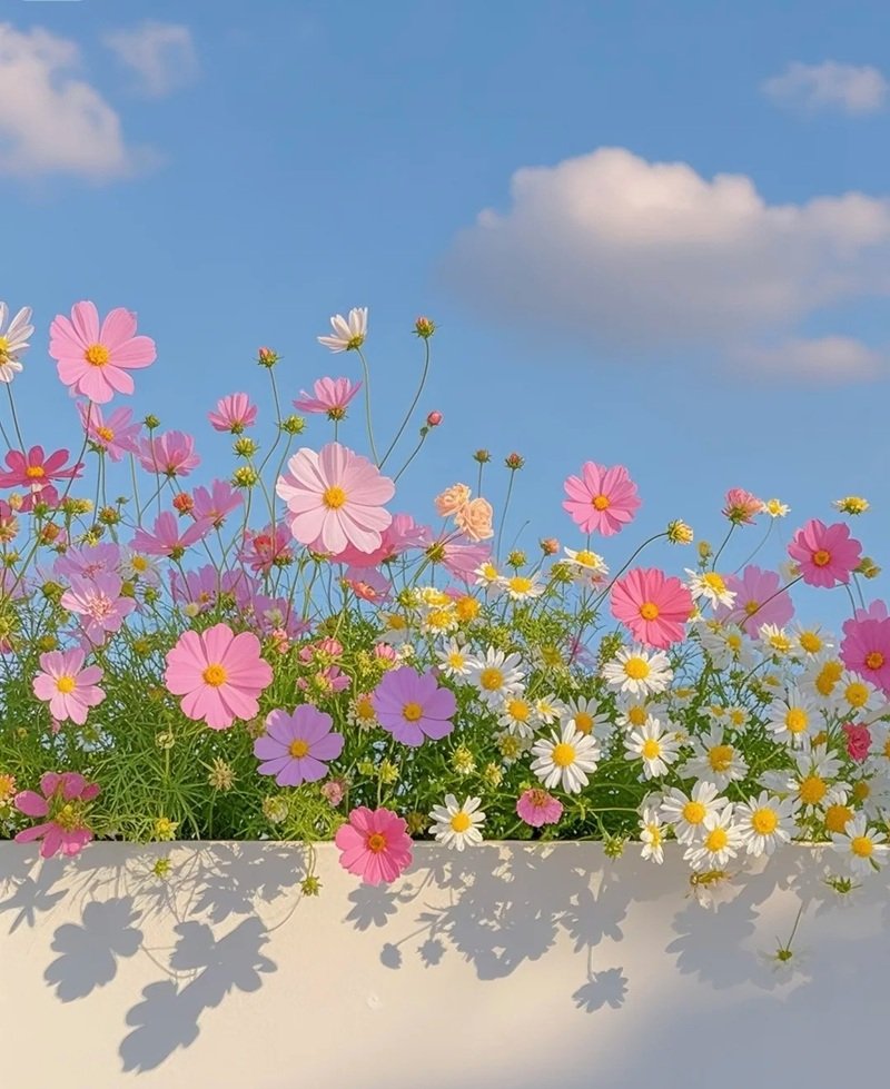 ảnh phong cảnh chill 35