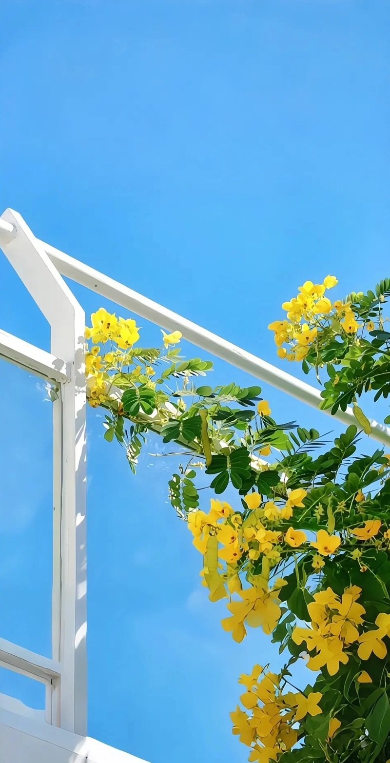 ảnh phong cảnh chill 9