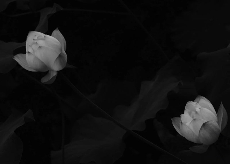 avatar chia hoa sen trắng đám tang