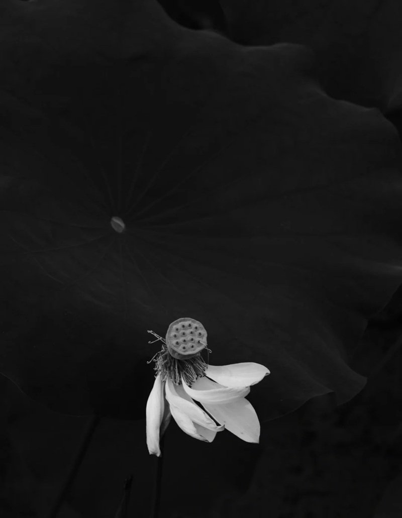 avatar đen hoa sen trắng đám tang