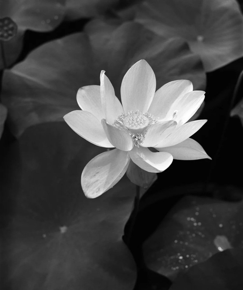 avatar hoa sen trắng 1