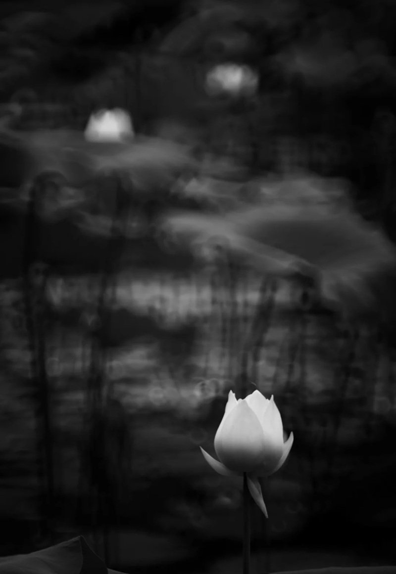 avatar hoa sen trắng 12